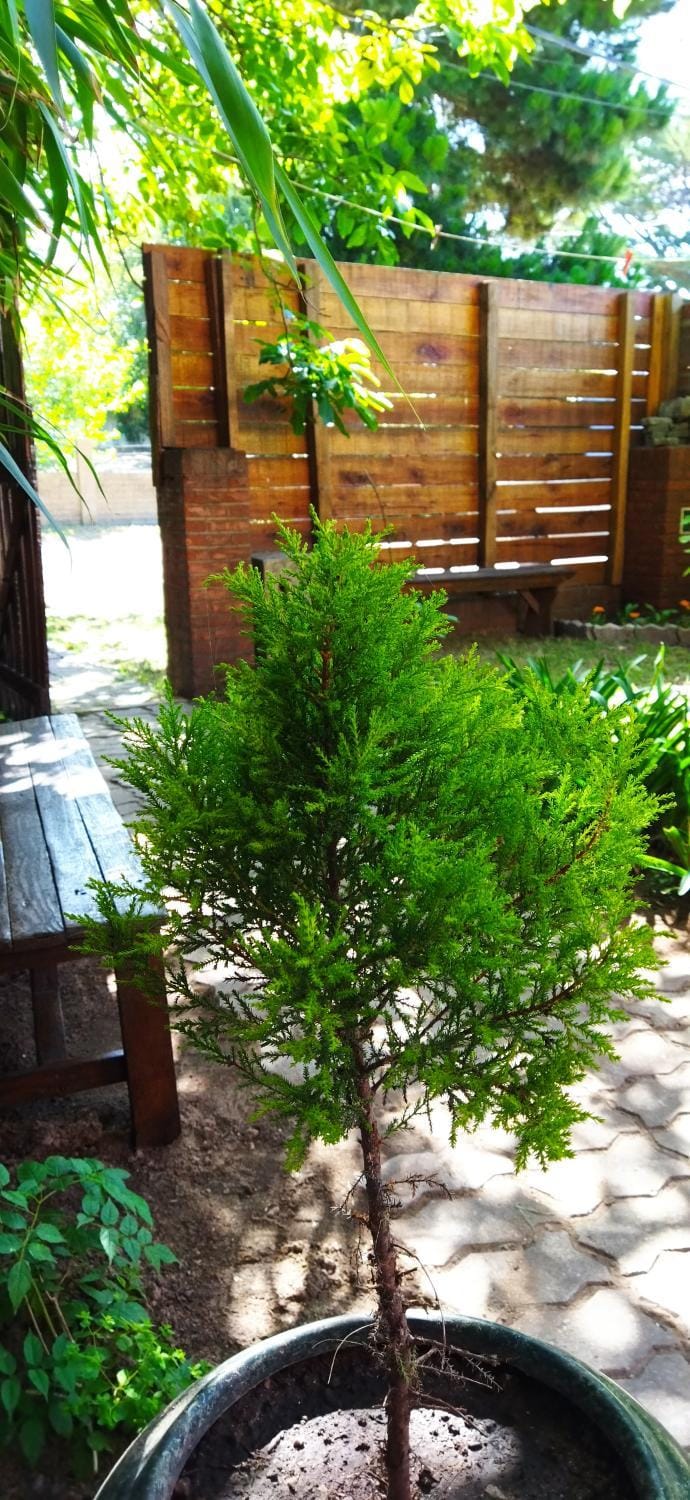 Day, Garden
