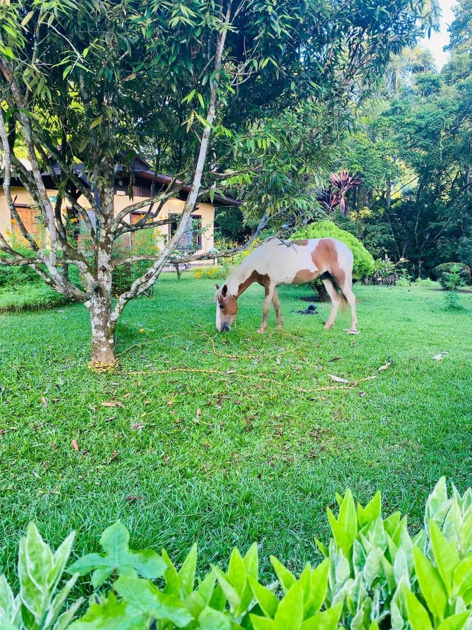 La Purruja Lodge Hotel in Puntarenas Province