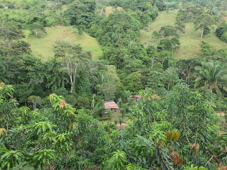Day, Natural landscape, Bird's eye view, Garden, Garden view