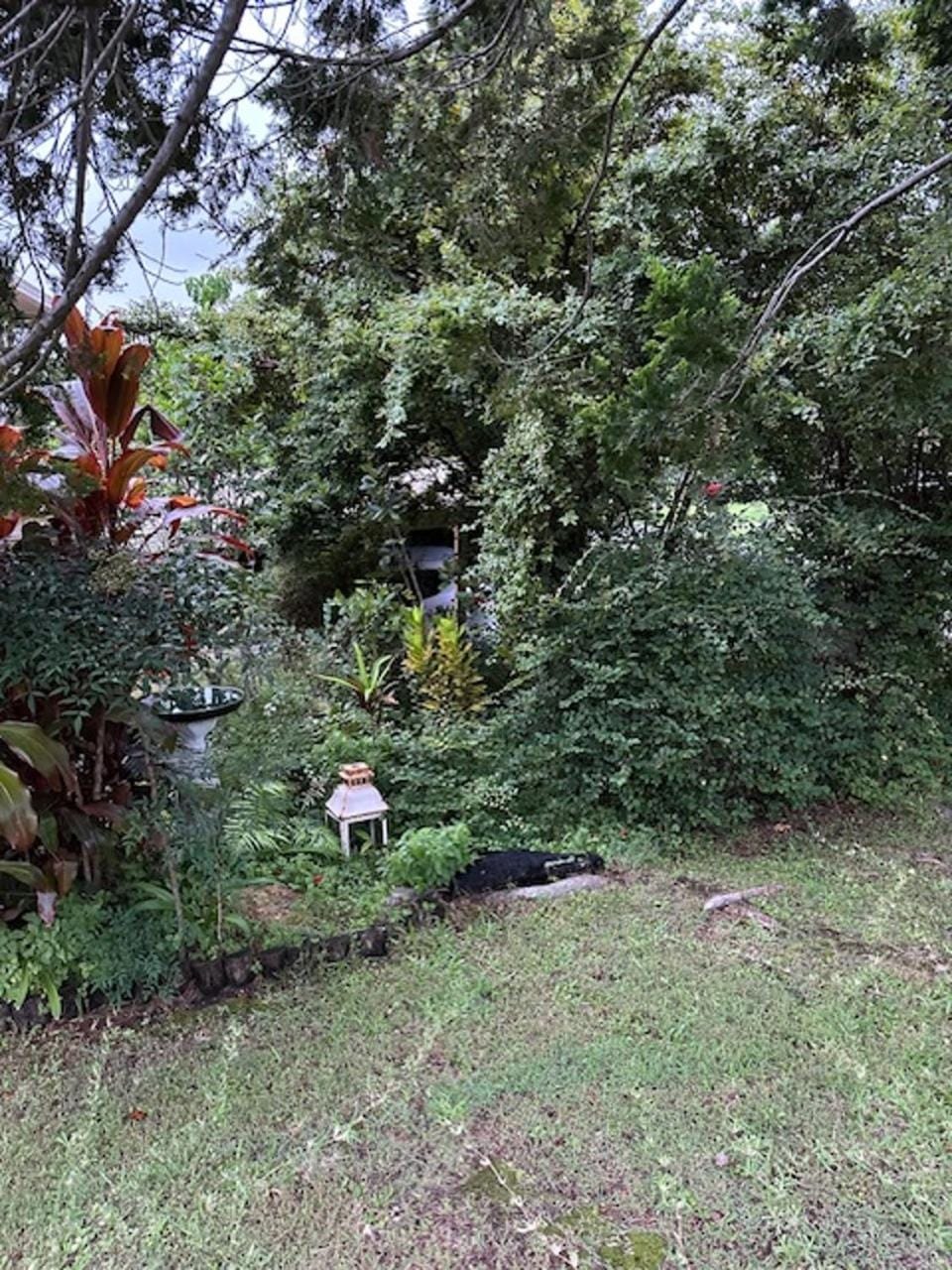 Garden view