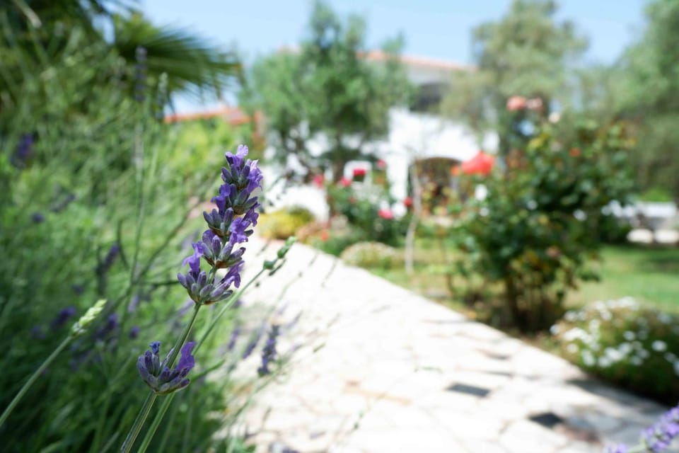 Day, Natural landscape, Summer, Garden, Garden view