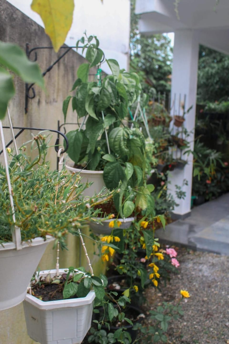 Garden view