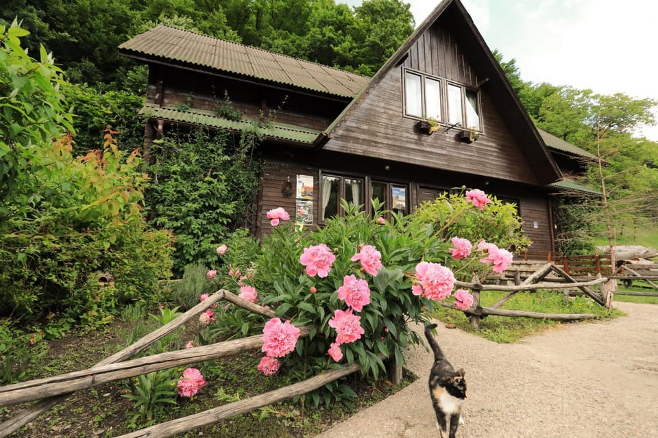 Pensiunea Dacica Bed and Breakfast in Romania