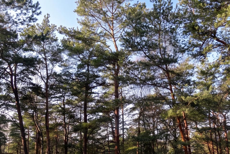 Spring, Day, Natural landscape
