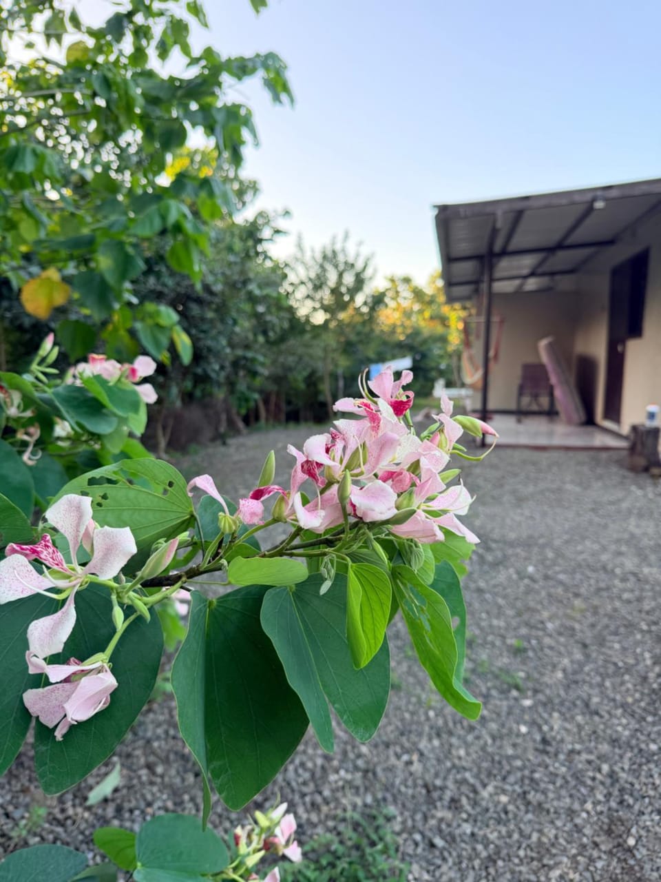 Spring, Day, Garden, Garden view