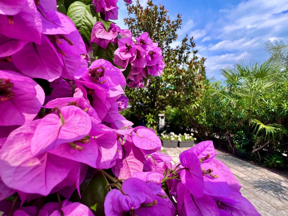 Day, Summer, Garden, Solarium, Garden view, Parking