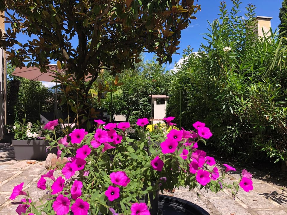 Day, Garden, Garden view