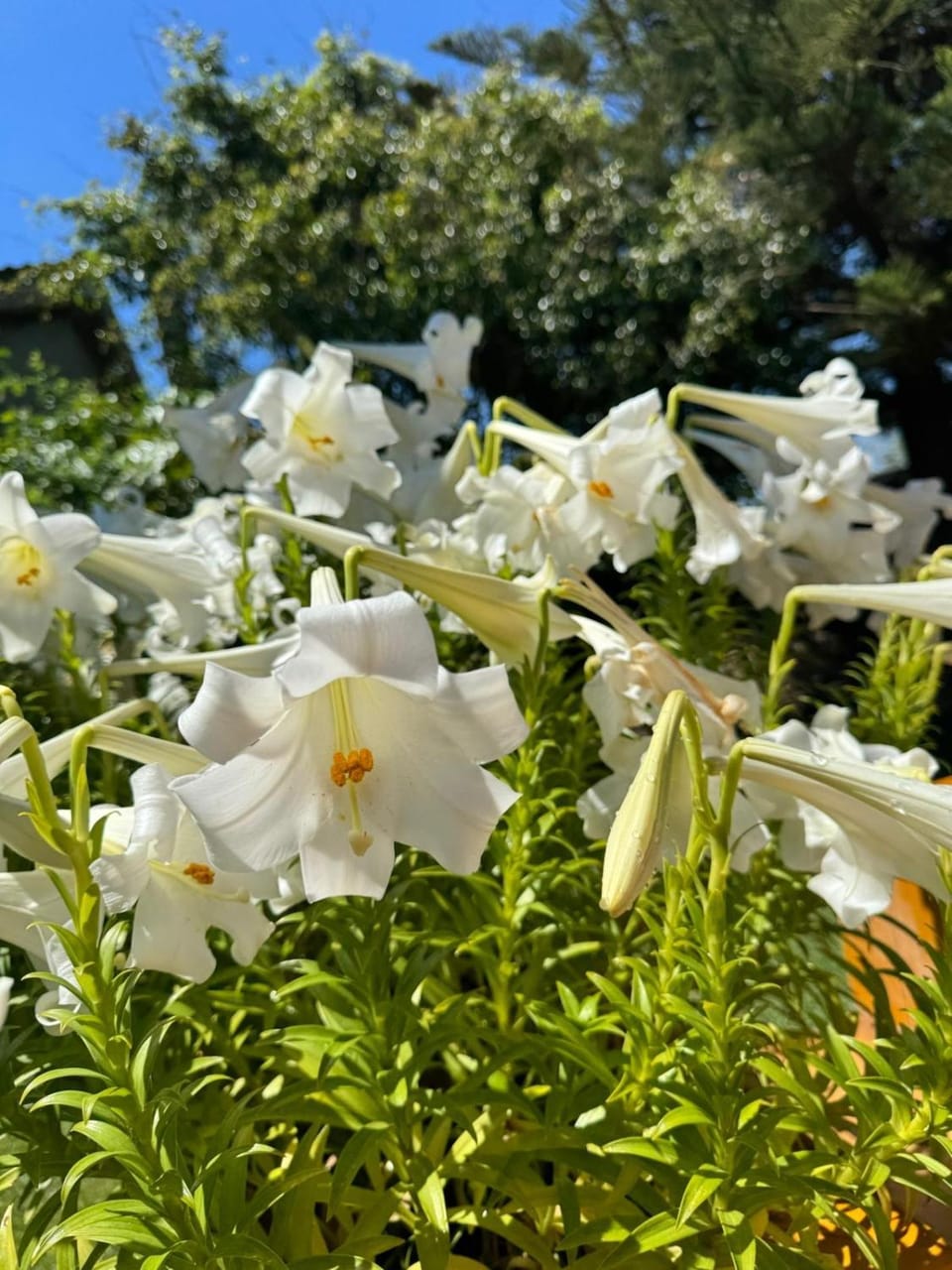 Spring, Day, Garden, Garden view