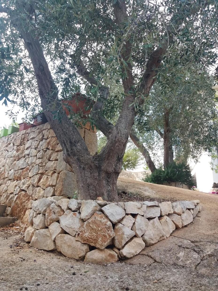 Patio, Garden