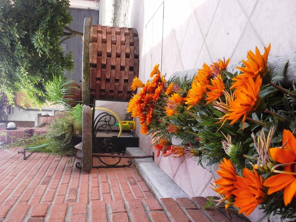 Summer, Decorative detail, Garden view