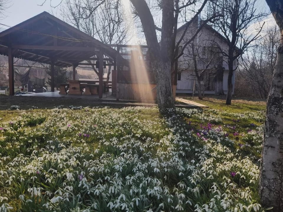 Pensiunea Cascada Bed and Breakfast in Romania