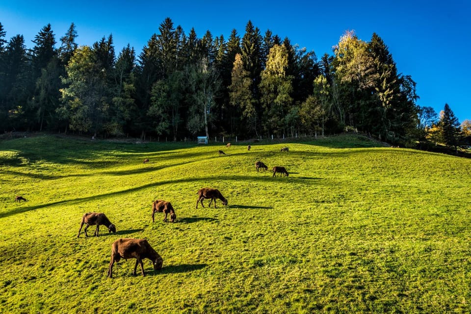 Animals