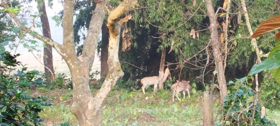 Day, View (from property/room), Animals