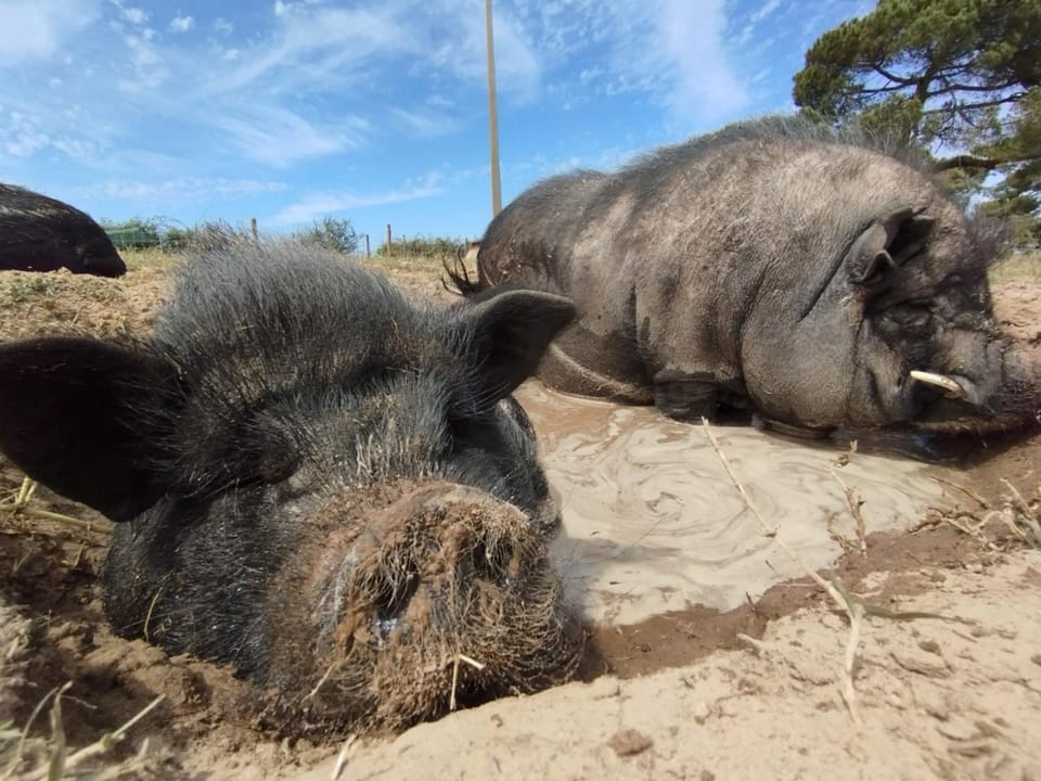 Animals, Pets