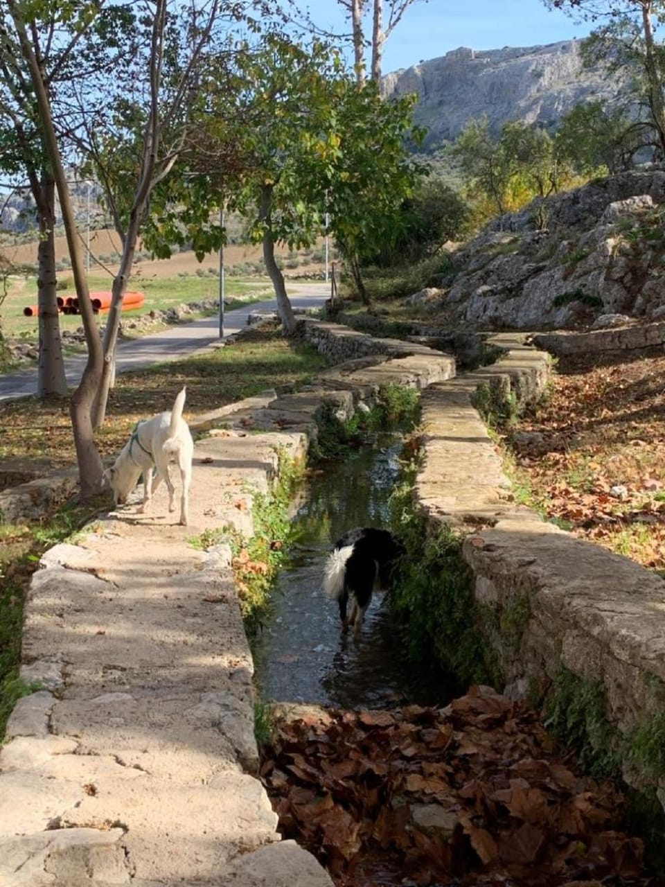Nearby landmark, Pets