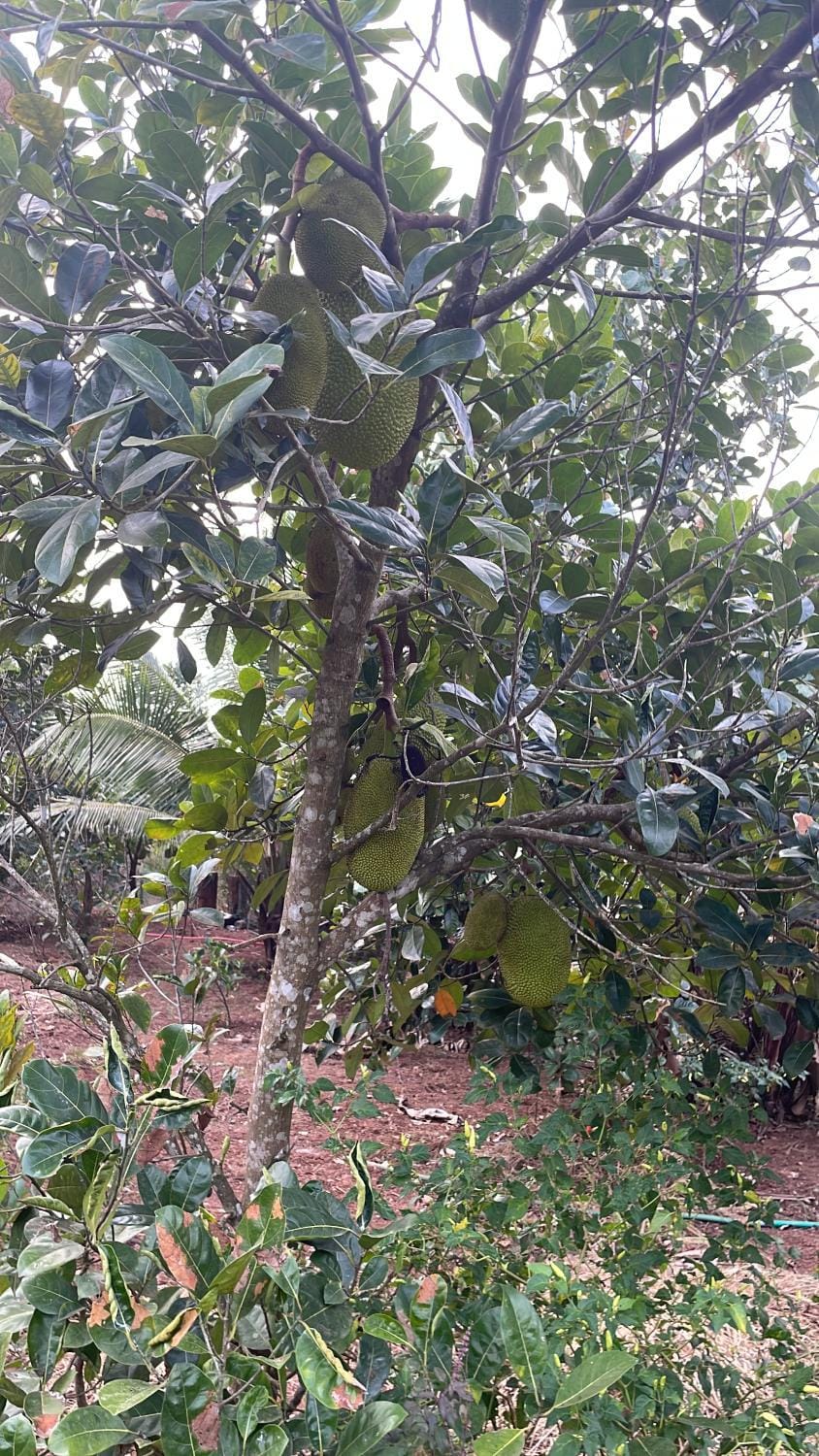 MO’s Agro Farm Stay in Kerala