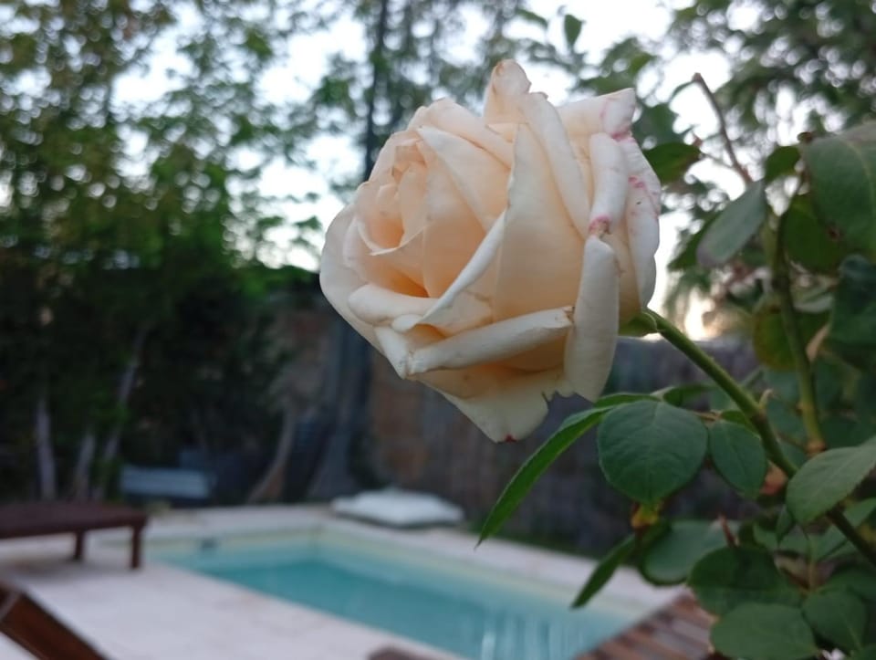 Garden, Swimming pool