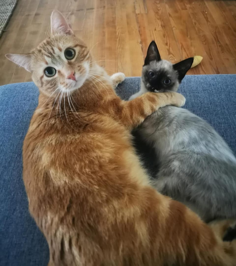 Pets