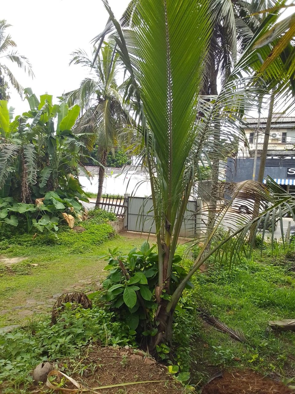Natural landscape, Garden view