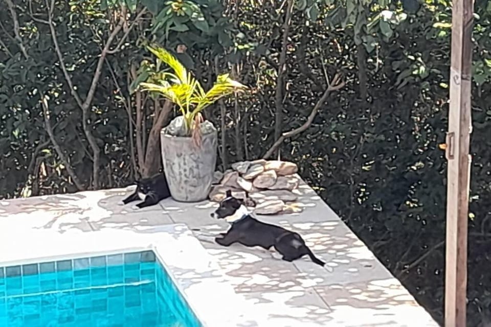 Animals, Pets, Garden view, Pool view, Swimming pool, Swimming pool