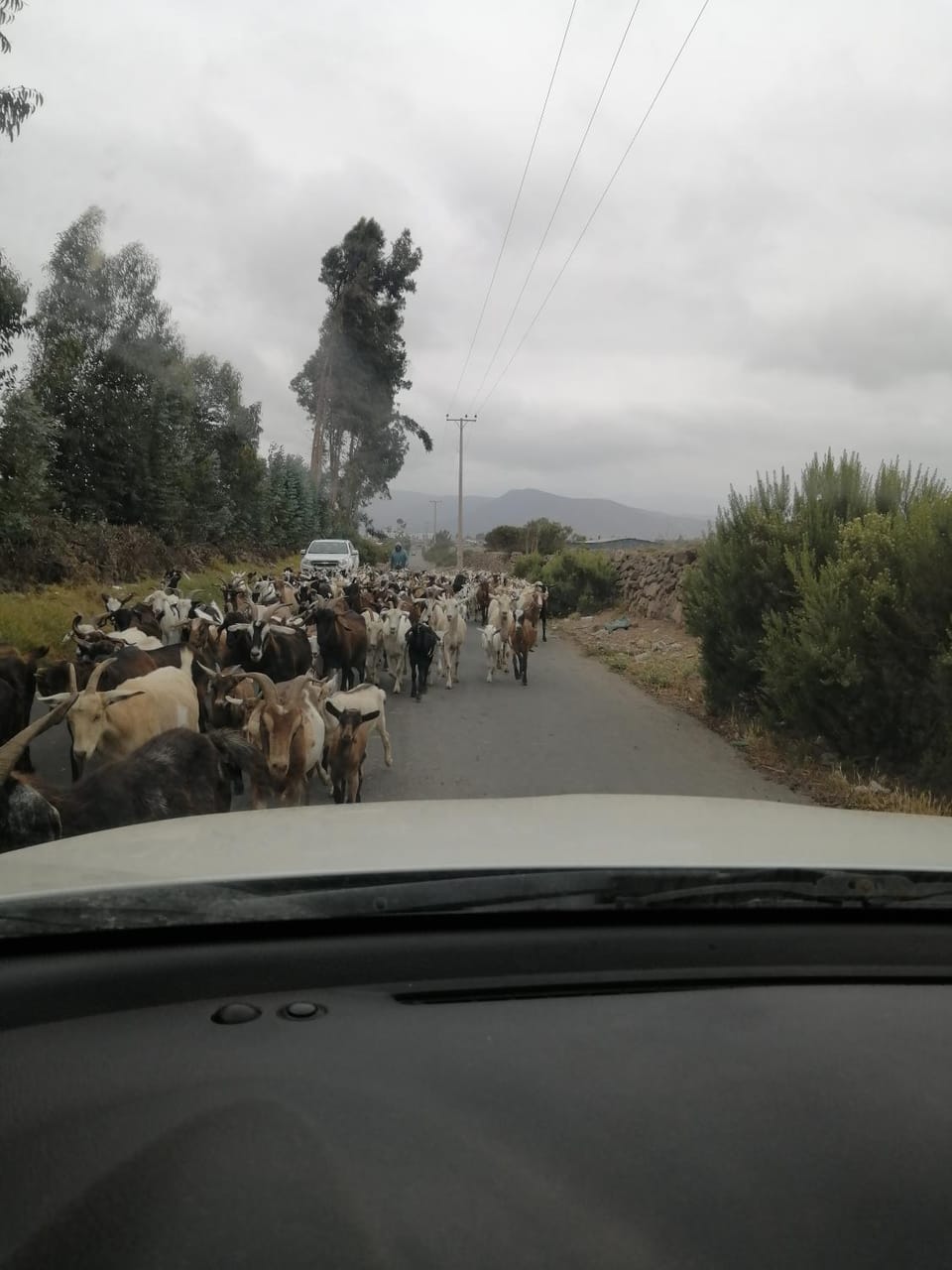 Natural landscape, Animals