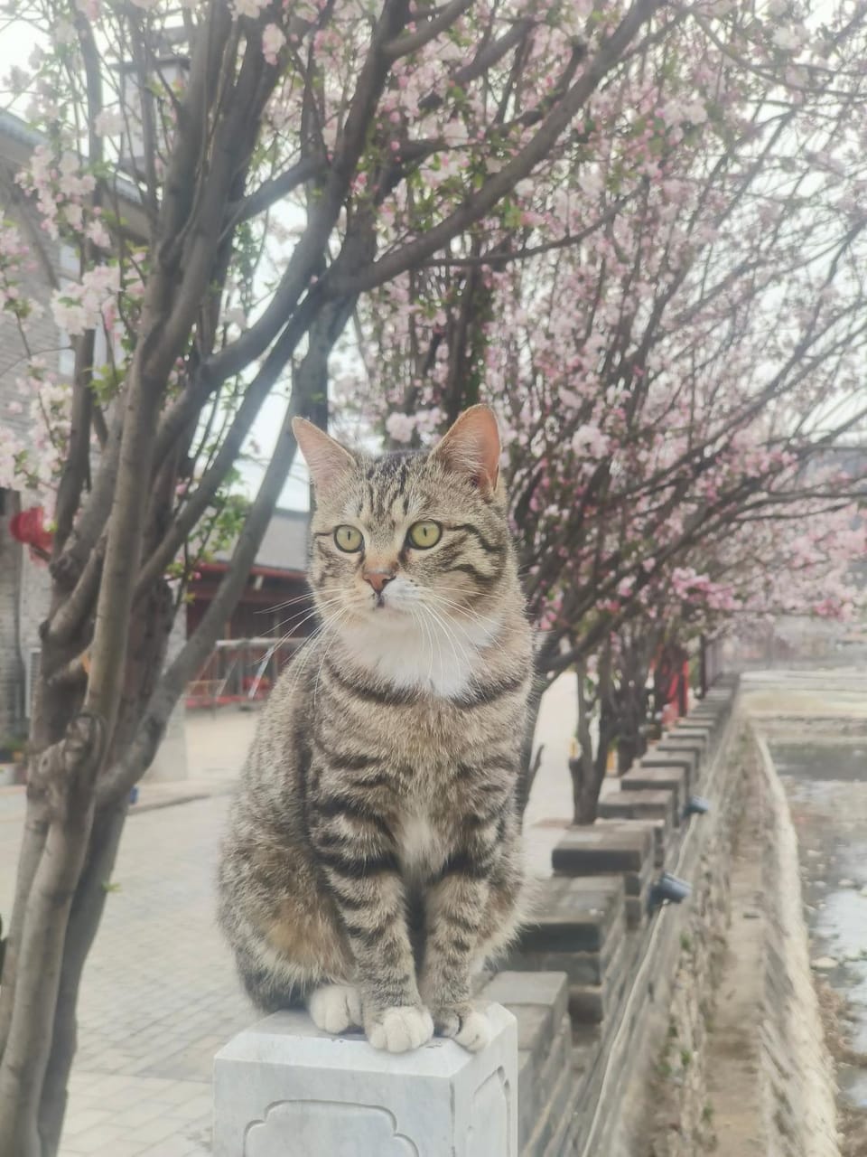 Property building, Pets
