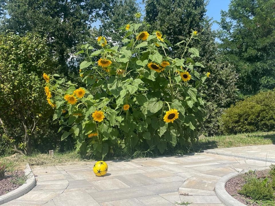Garden, Garden, Garden view