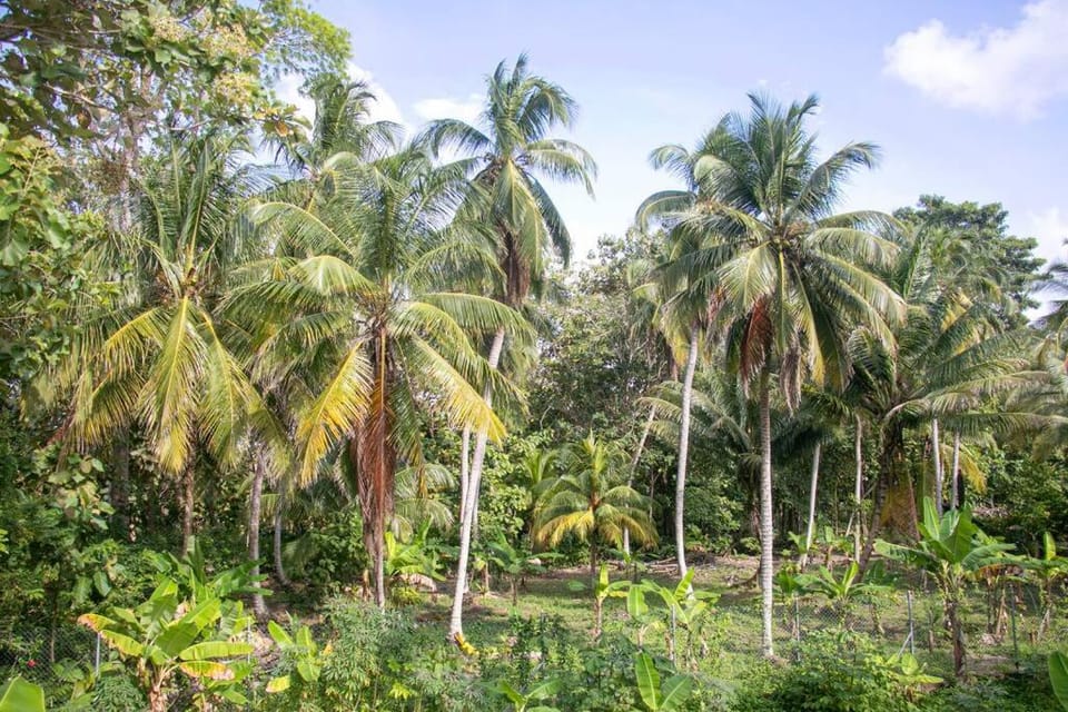Palm House Getaway-150 m to sea Apartment in Choco, Colombia