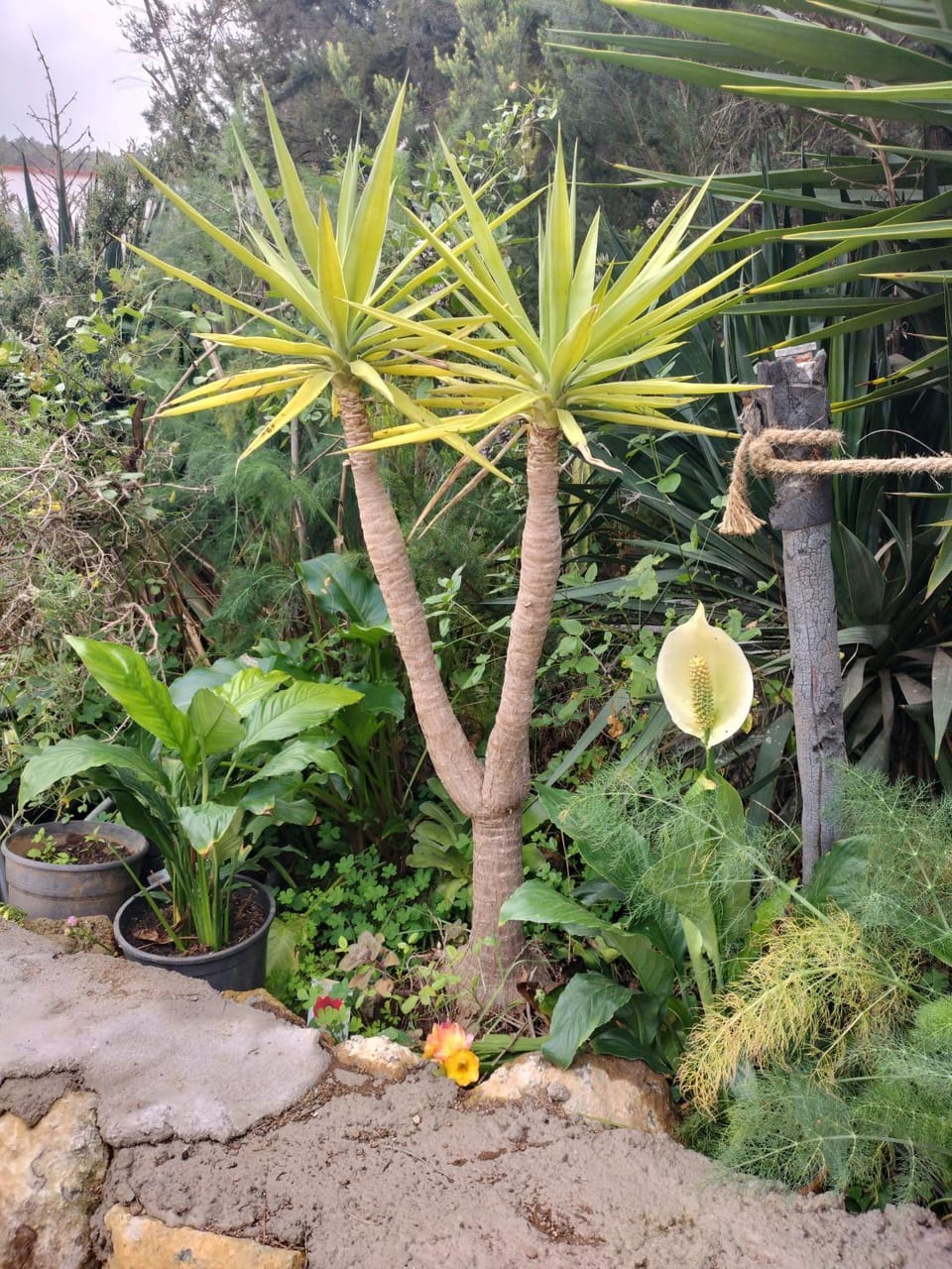 Garden, Garden view