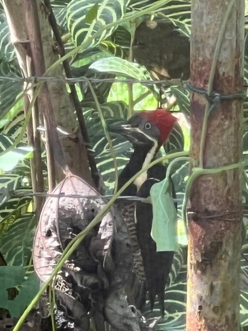 Birds Nest Studio Apartment Apartment in Bocas del Toro Province