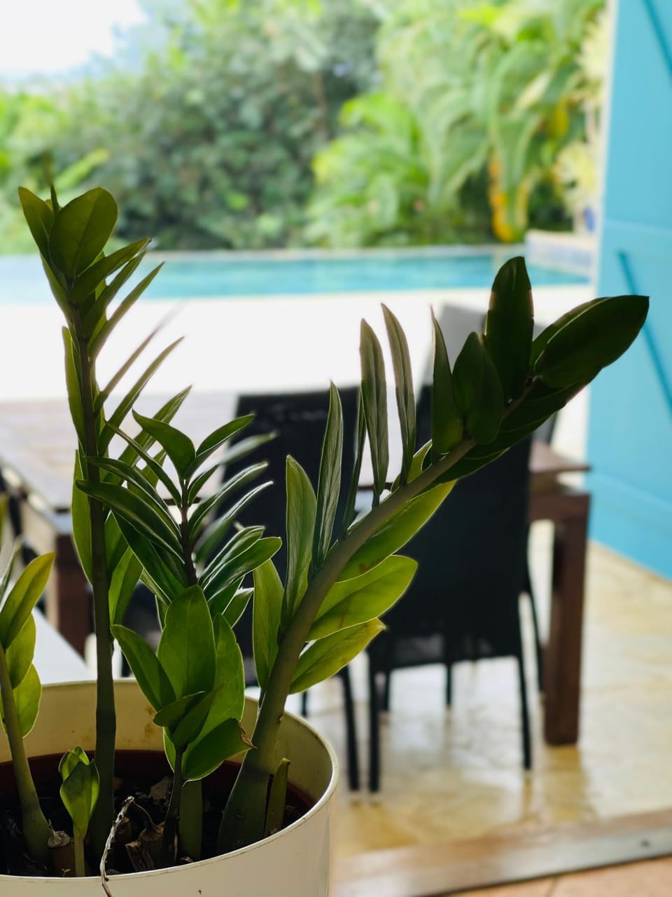 Maison La Samana Villa in Leeward Islands