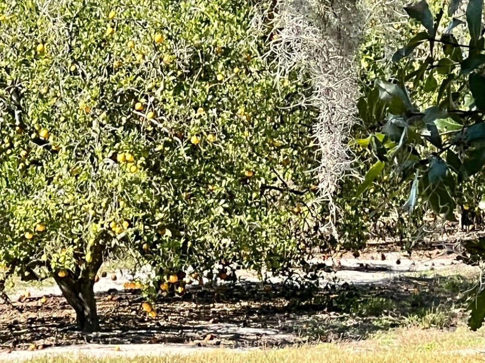 Natural landscape, Garden view
