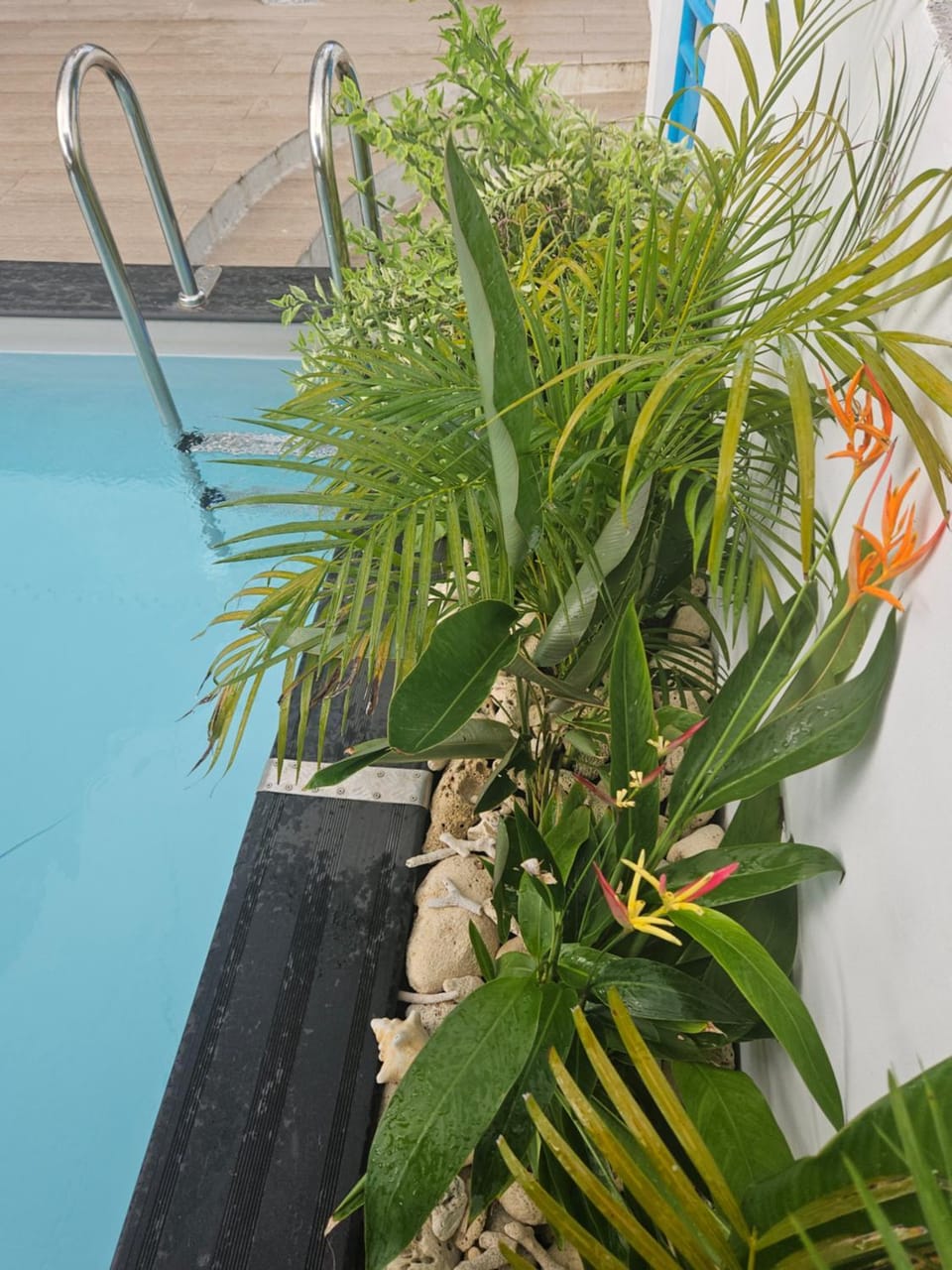 Garden view, Swimming pool