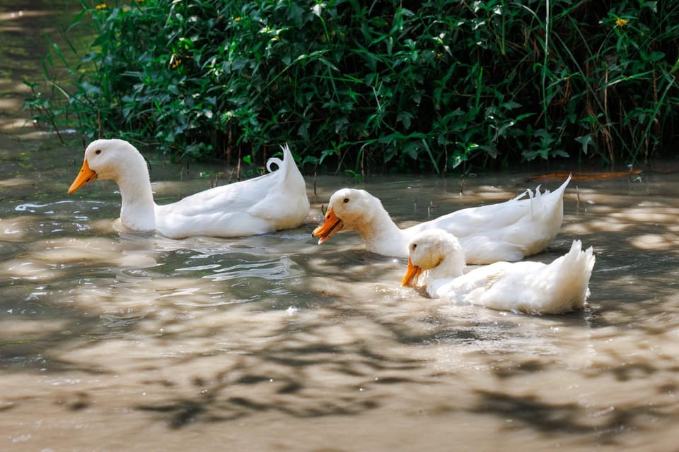 Day, Animals