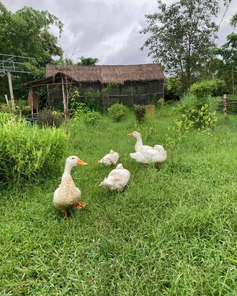 Garden, View (from property/room), Animals, Garden view, Inner courtyard view