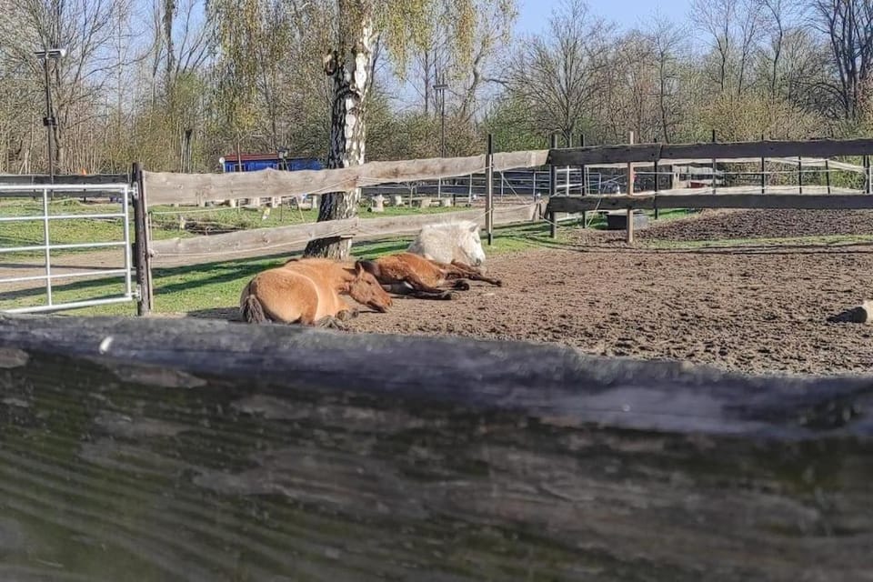 Animals, Pets