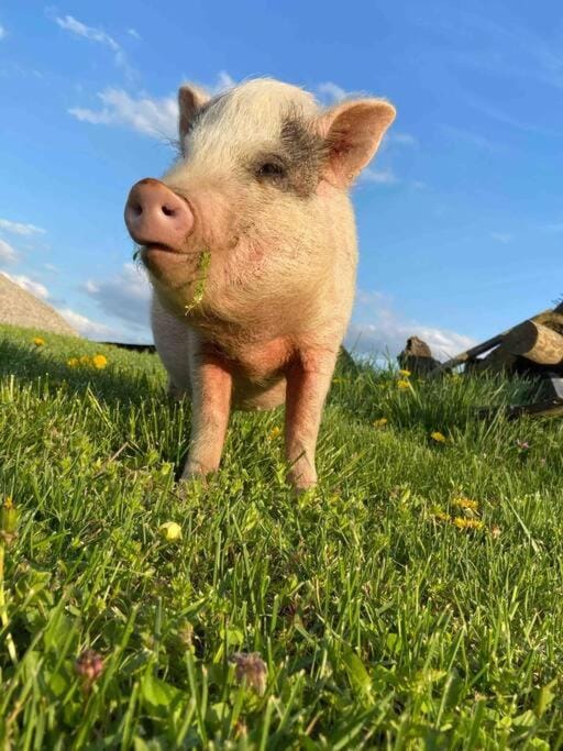 Bourbon Trail Cabin on the Farm Cabin in Lawrenceburg