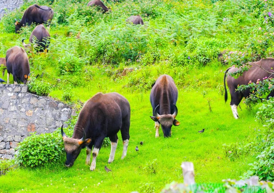 Spring, Day, Natural landscape, Animals