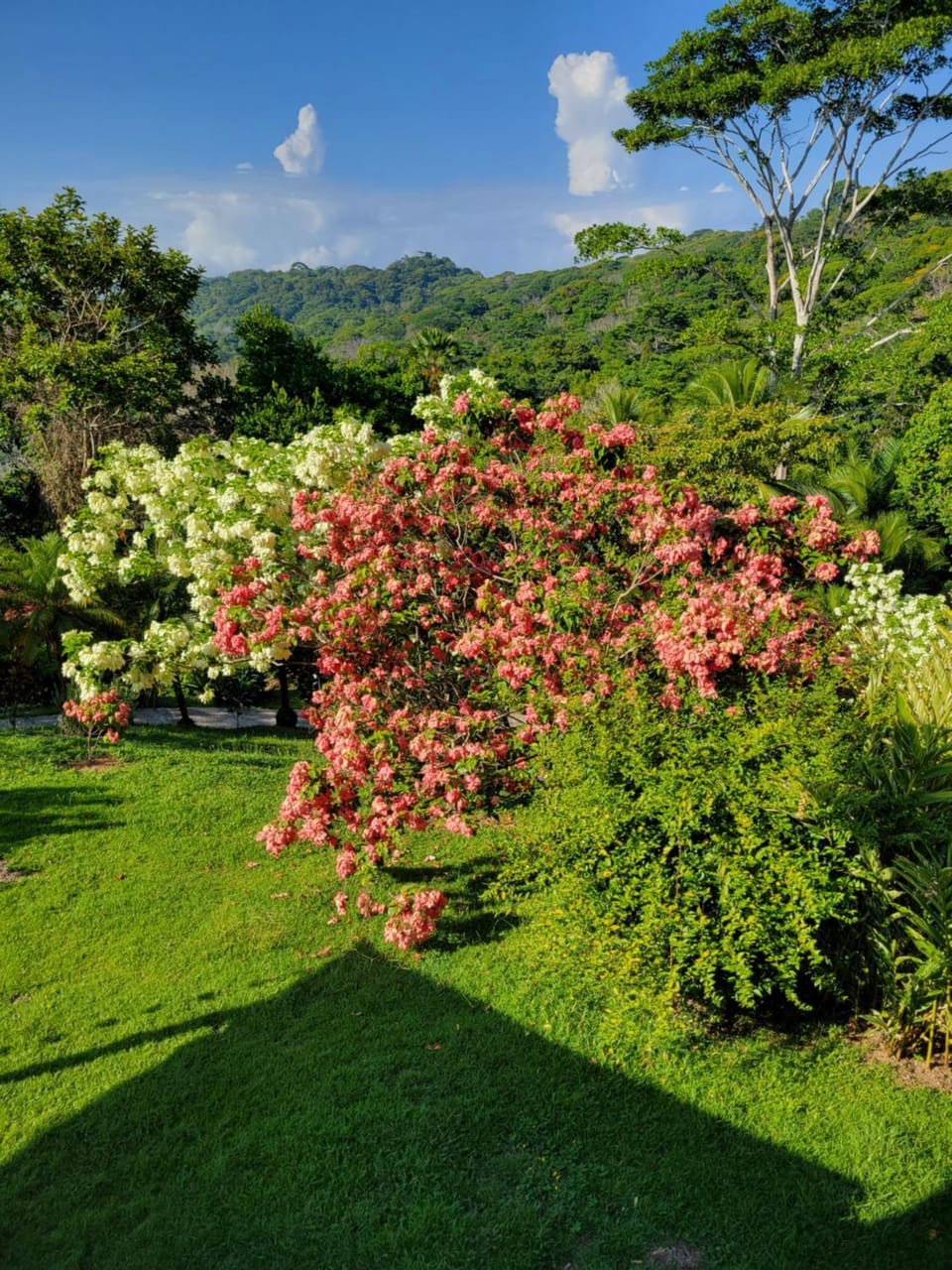 Garden view