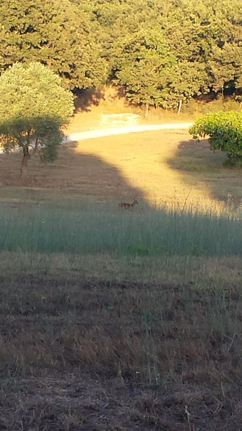 Garden, Animals