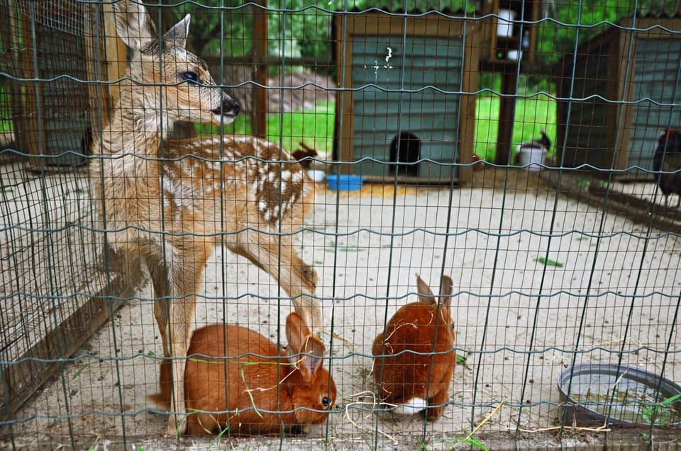 Animals