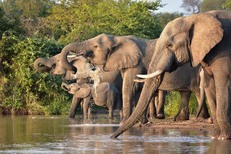 Animals, Animals