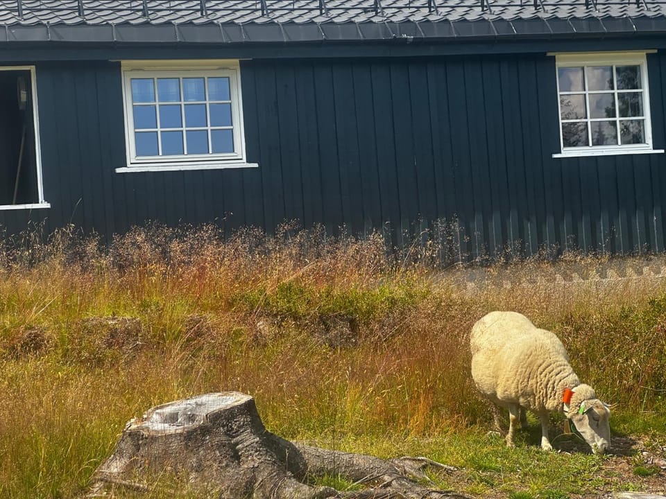 Day, Animals