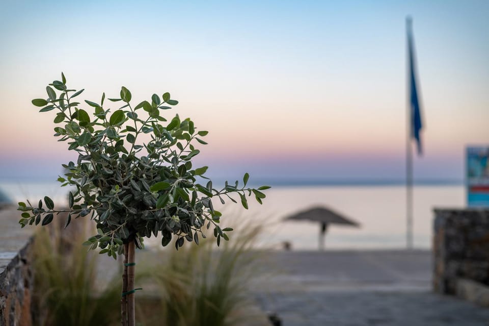 Day, Natural landscape, Garden, Beach, Sea view, Sunrise, Sunset