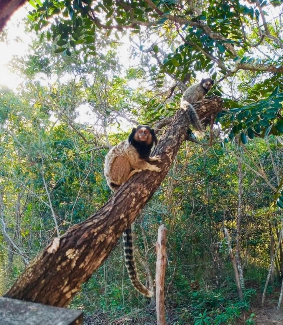 Natural landscape, Animals
