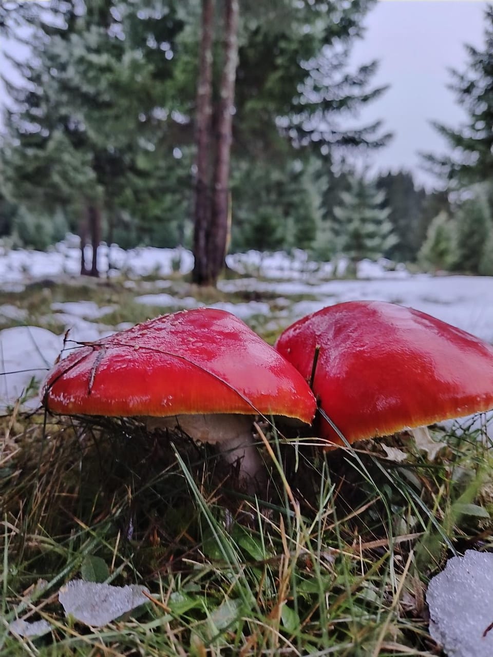 M&K chalets Chalet in Montenegro