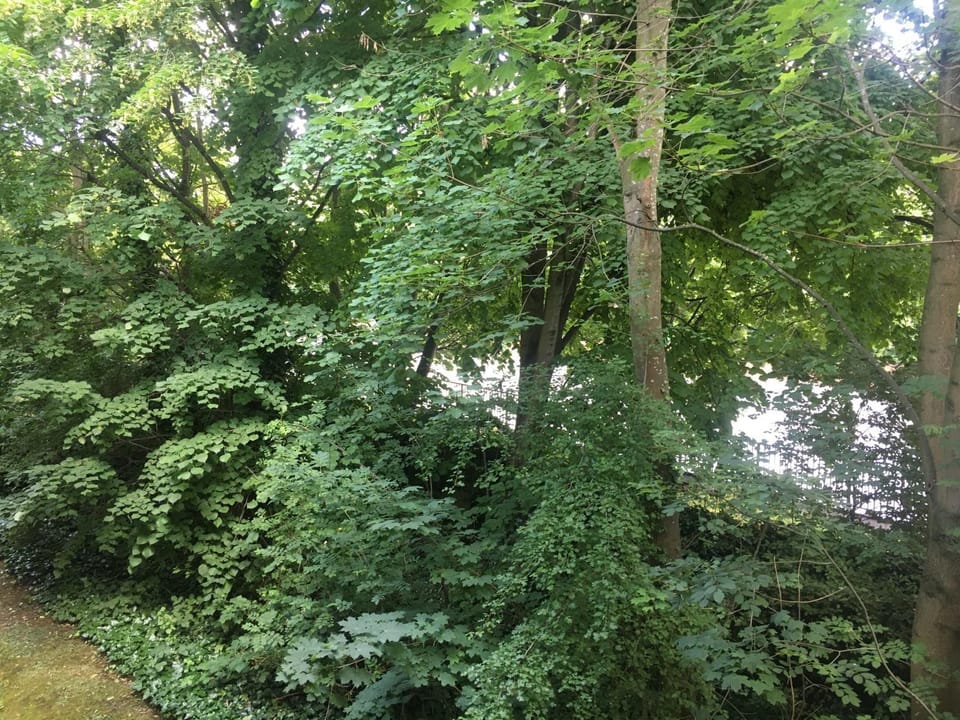 View (from property/room)