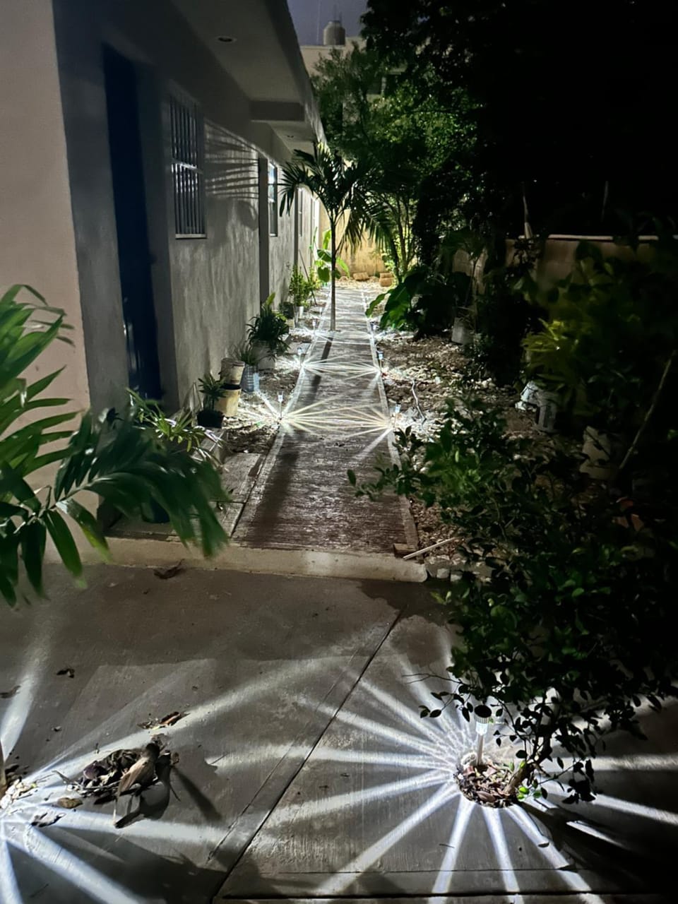 Night, Garden, Garden view