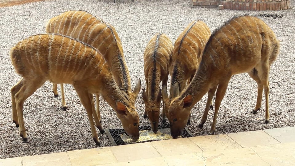 Animals
