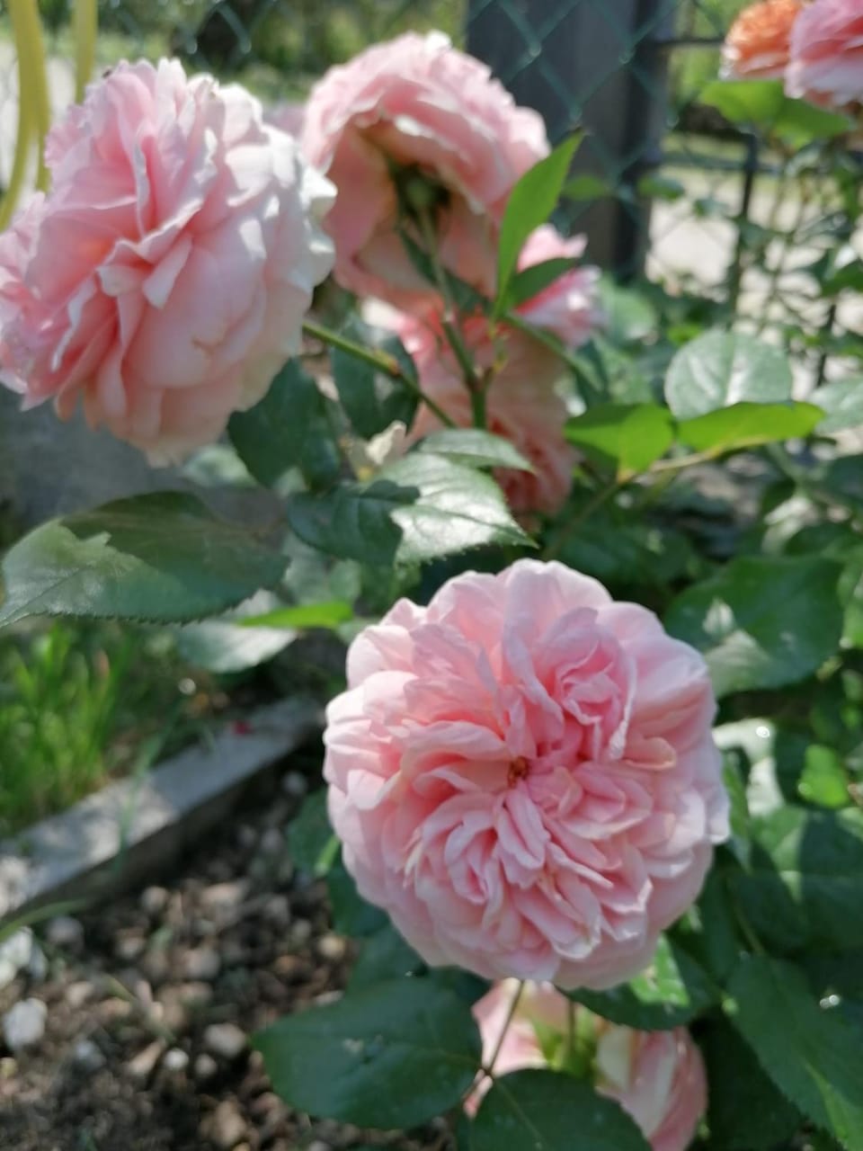 Spring, Garden, Garden view